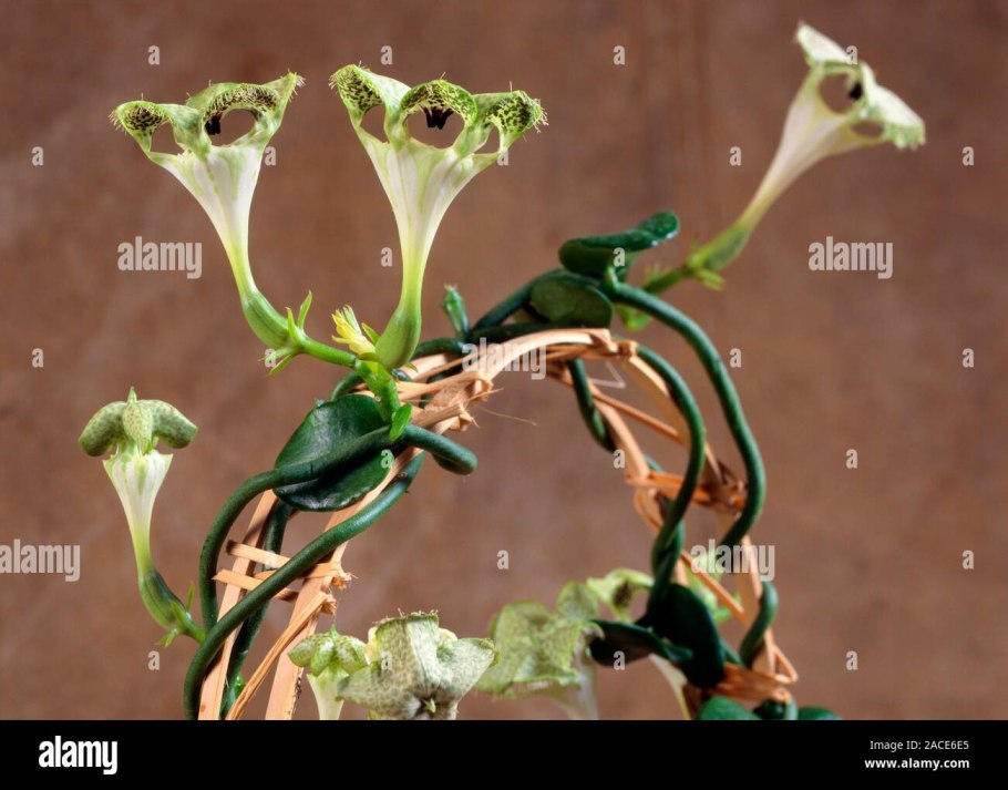 Церопегия sandersonii