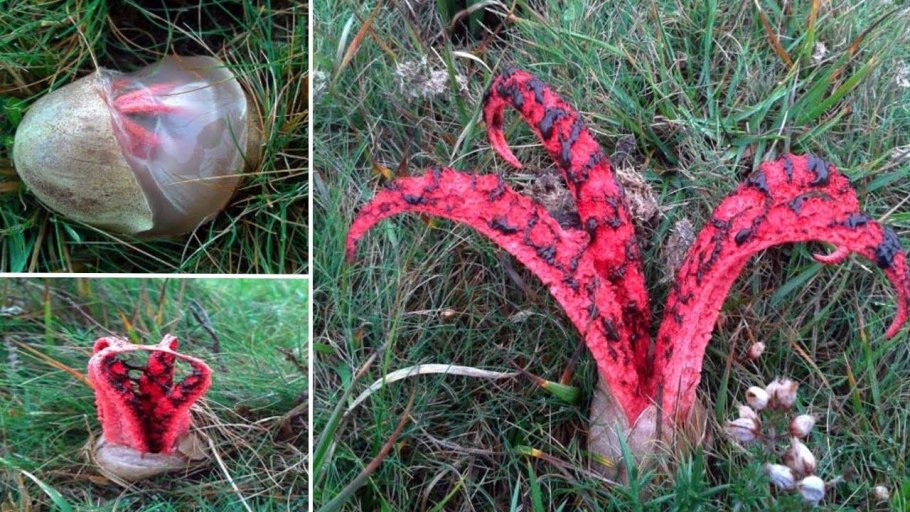 Мартиния душистая