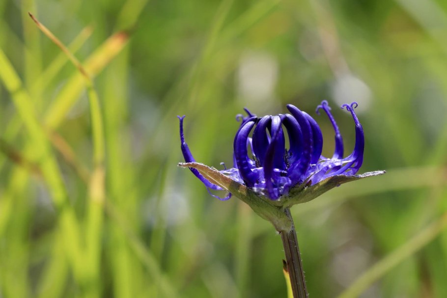 Мартиния душистая коготь дьявола