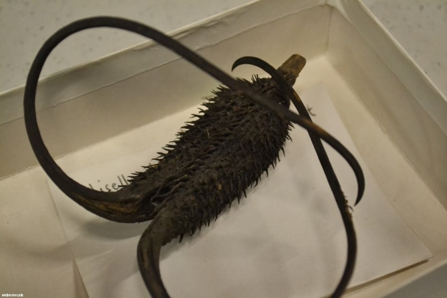 Коготь дьявола (Гарпагофитум)