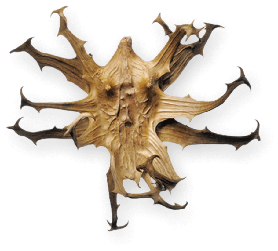 Мартиния душистая коготь дьявола