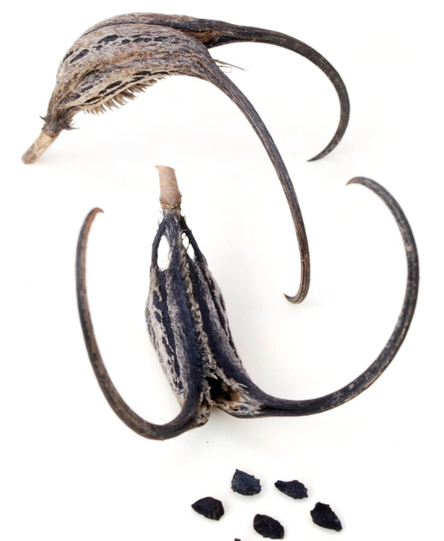 Коготь дьявола (Гарпагофитум)