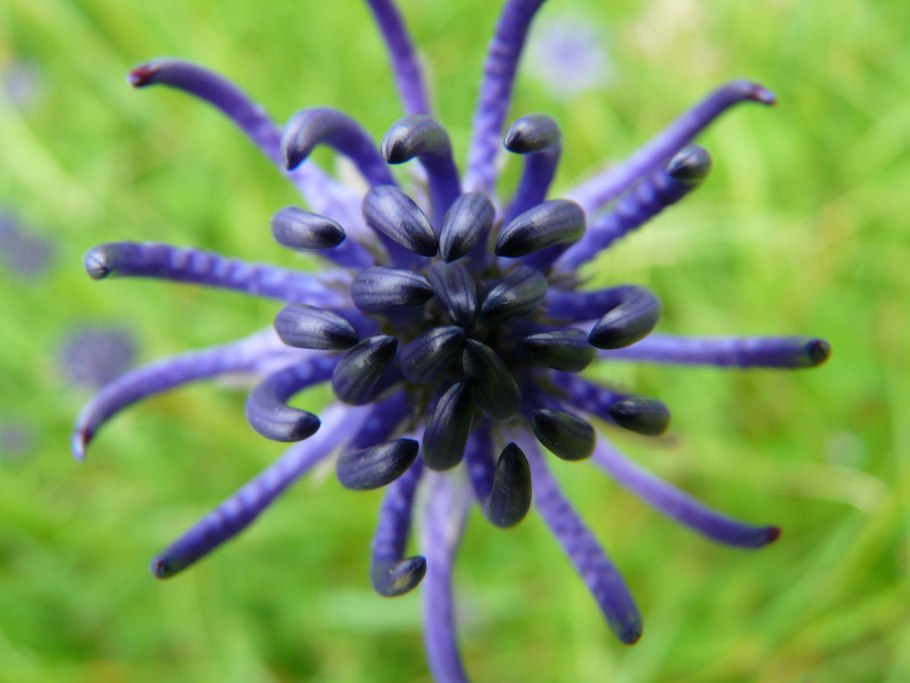 Дьявольский коготь растение