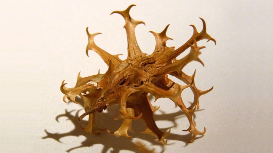 Семена Дьявольский коготь