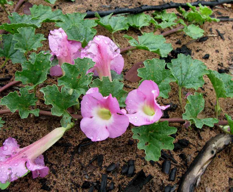 Церопегия sandersonii