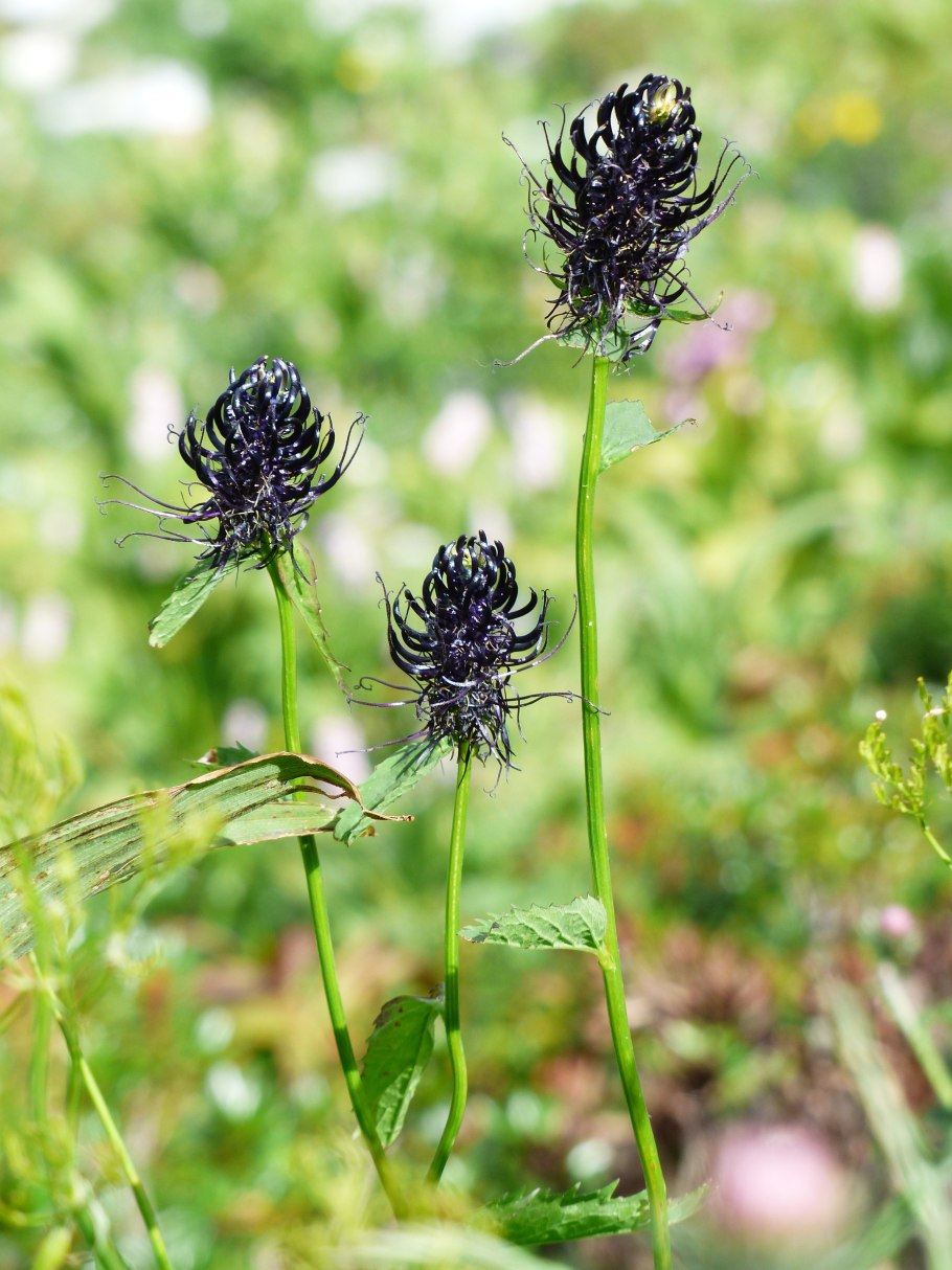 Harpagophytum procumbens