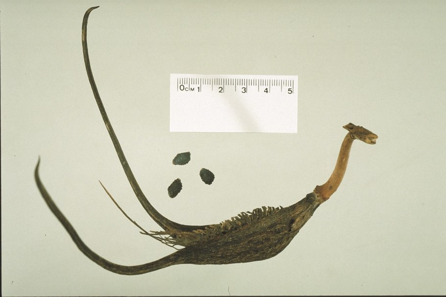 Мартиния коготь дьявола