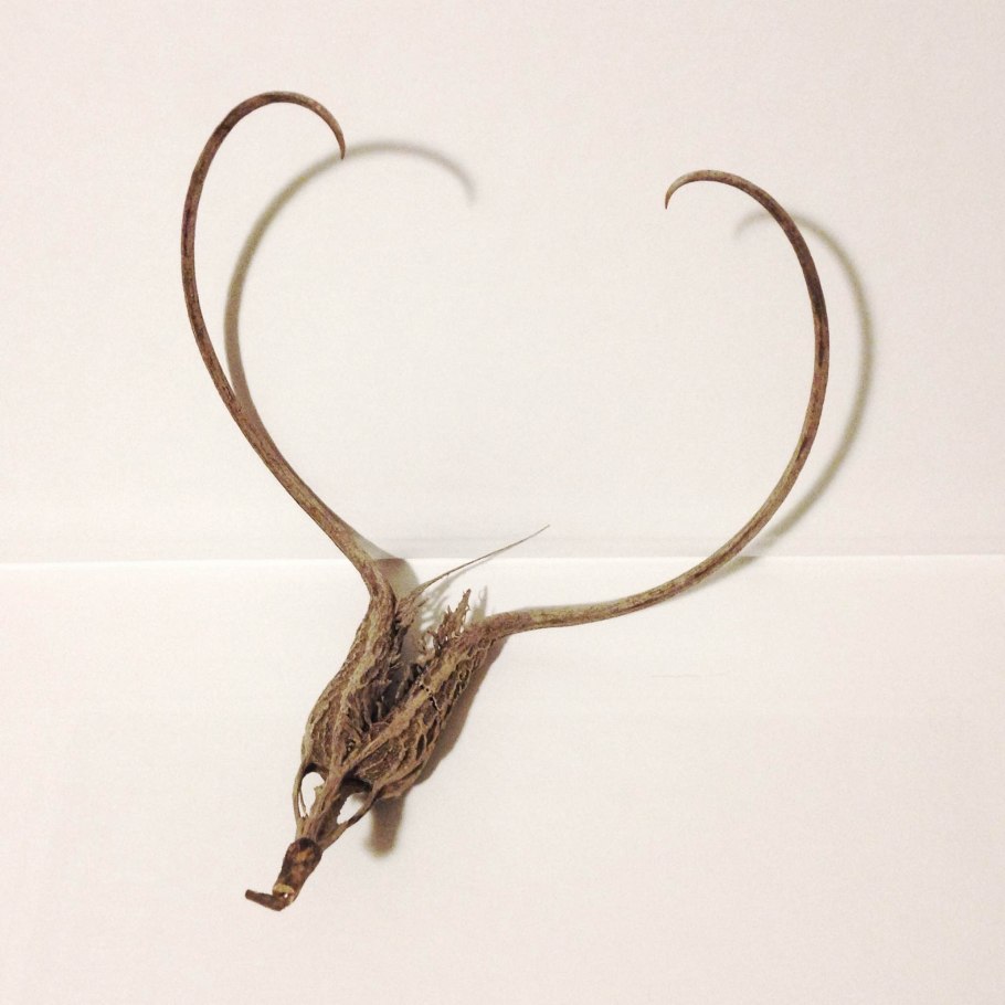 Орлиный коготь растение