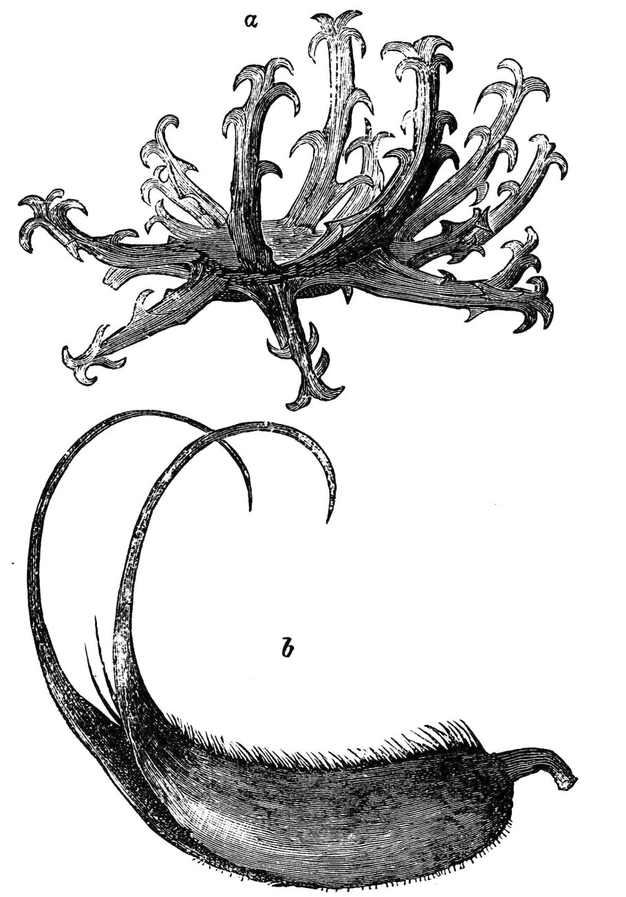 Кольник коготь дьявола