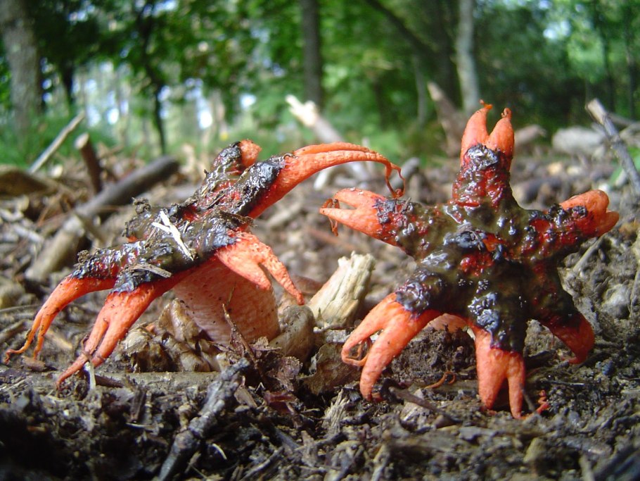 Цветок коготь дьявола