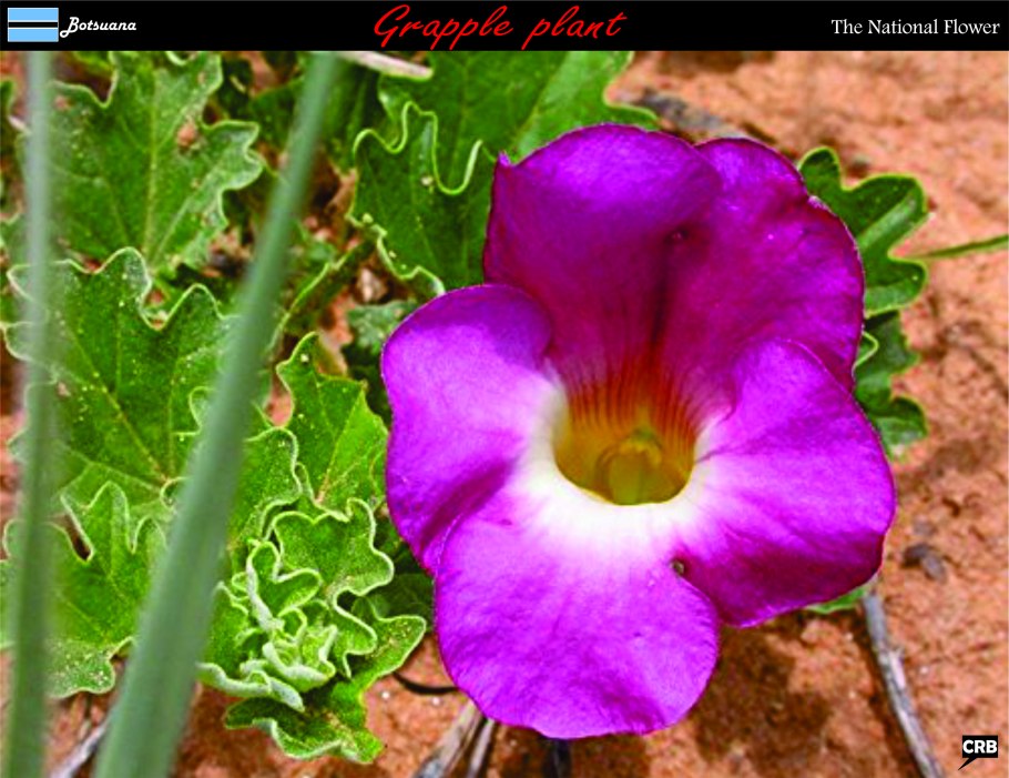Harpagophytum procumbens