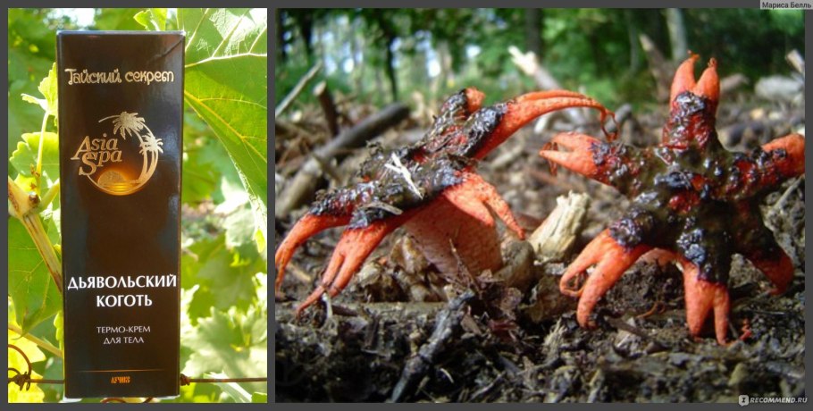 Коготь дьявола корень