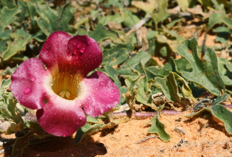 Коготь дьявола растение для лица