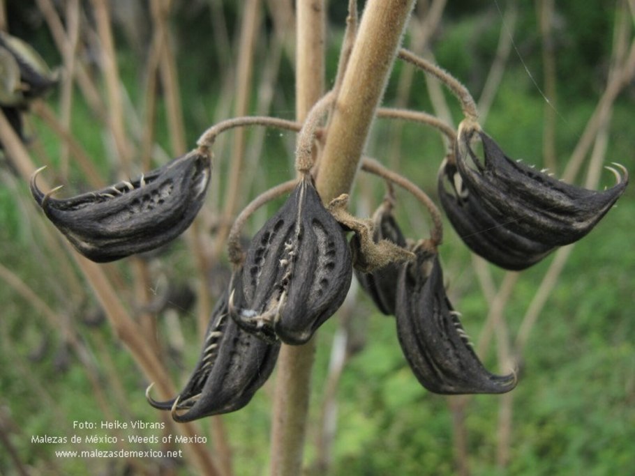 Мартиния душистая
