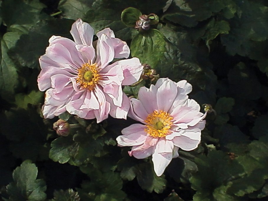 Анемона Anemone jap. Pamina