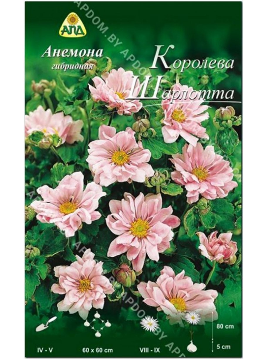 Садовые многолетники. Набор открыток