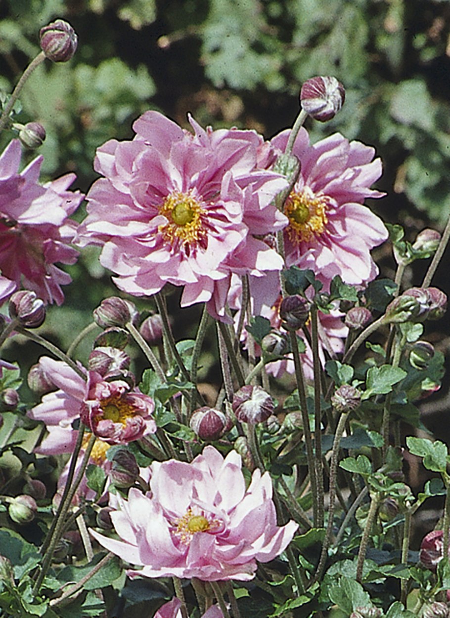 Анемона японская Кенигин Шарлотта