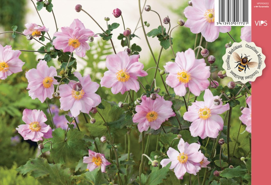 Анемона гибридная Кенигин Шарлотта