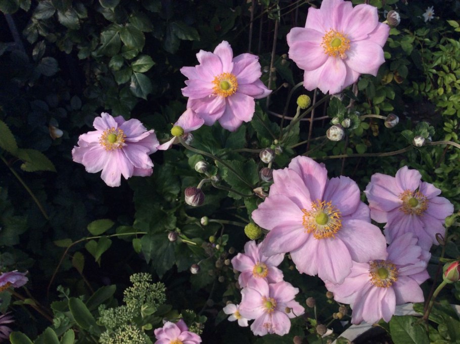 Ветреница японская Кёнинг Шарлот