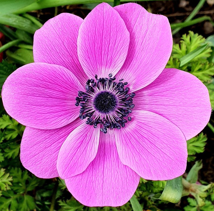 Анемона ст.Бриджит гувернер