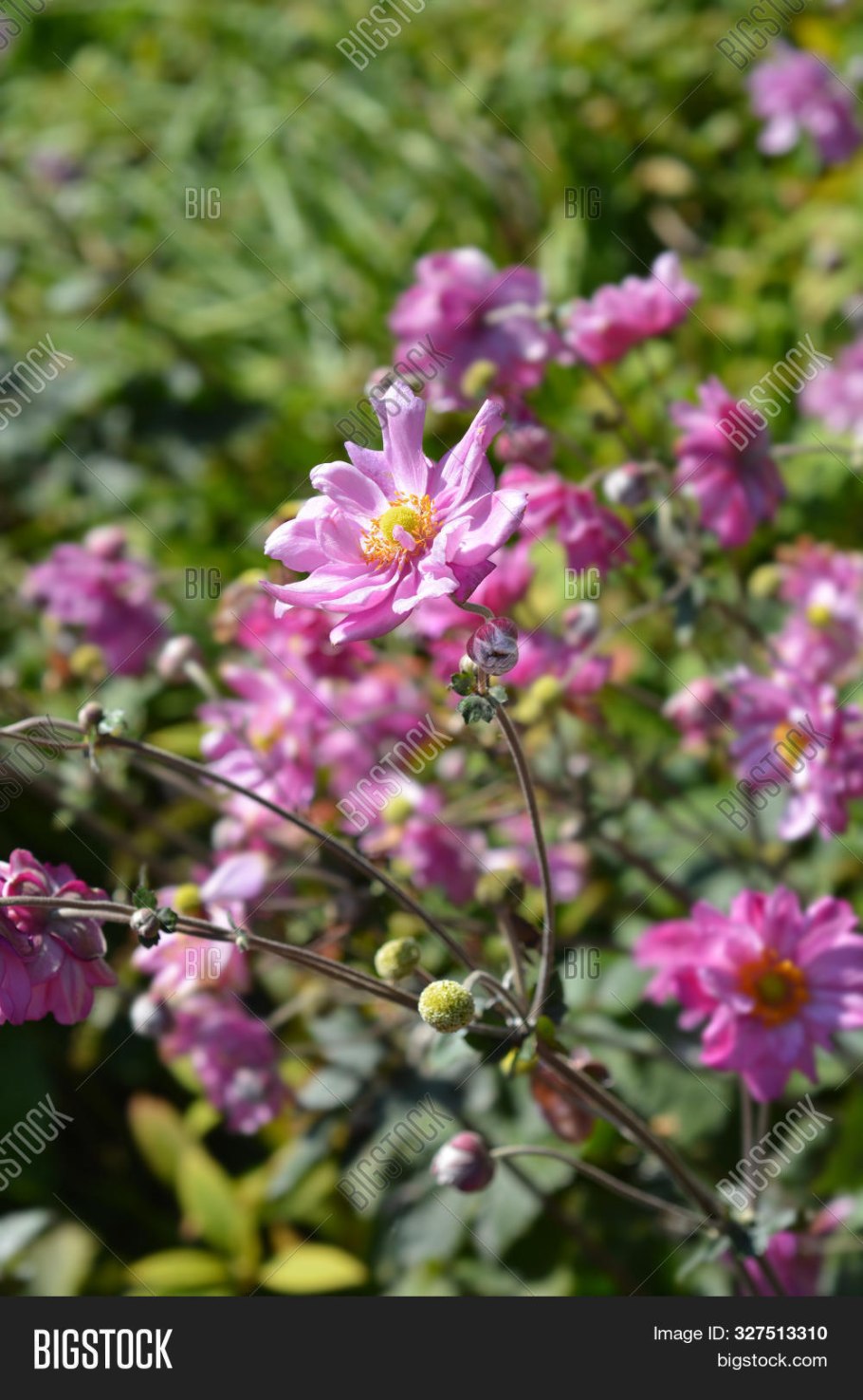 Анемона японская Кенигин Шарлотта