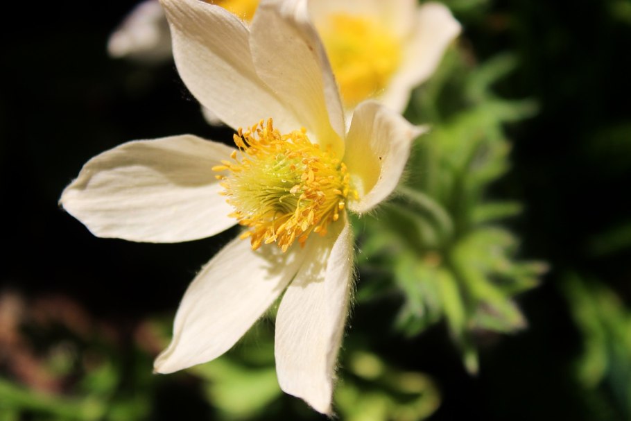 Анемона японская 'Prinz Heinrich'