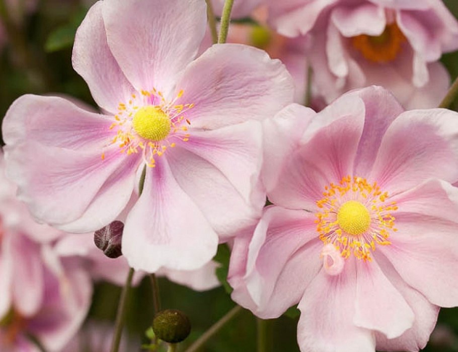 Анемона шарлотакоролева