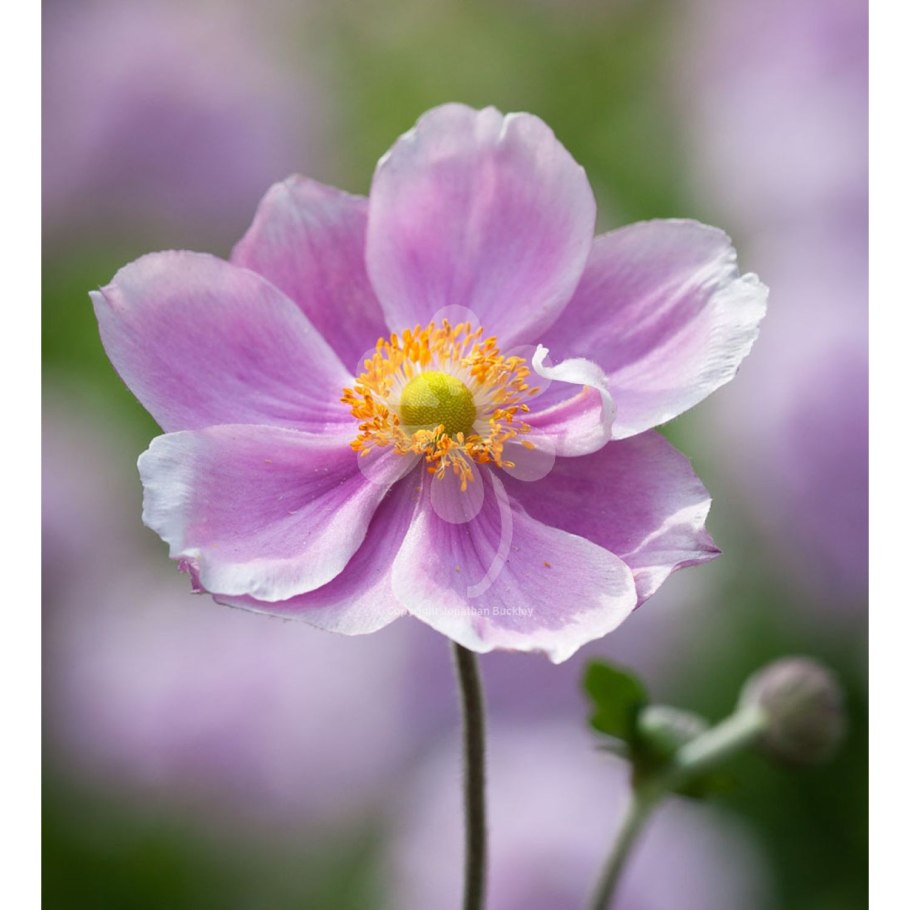 Анемона хубейская в цветниках