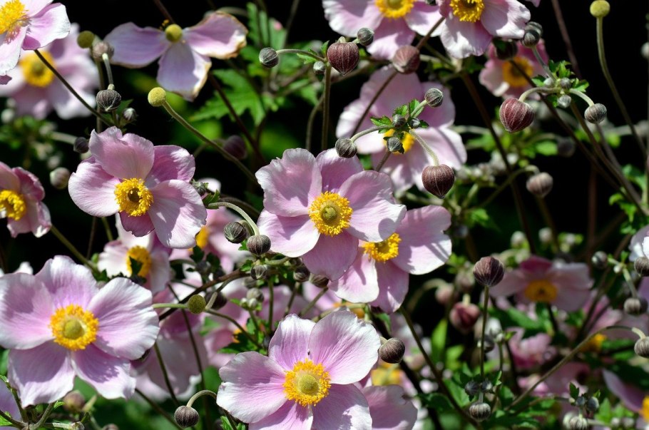 Анемона японская (Anemone japonica)