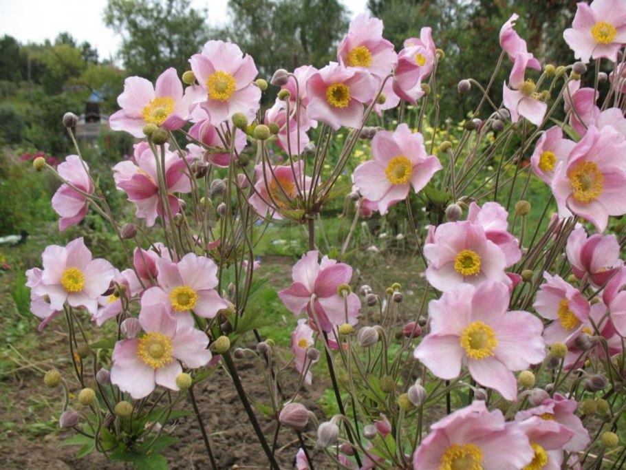 Анемона Дубравная Anemone nemorosa Кентиш Пинк «Kentish Pink»