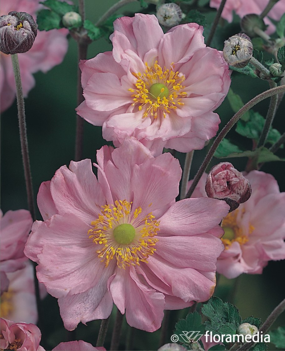 Анемона Bressingham Glow