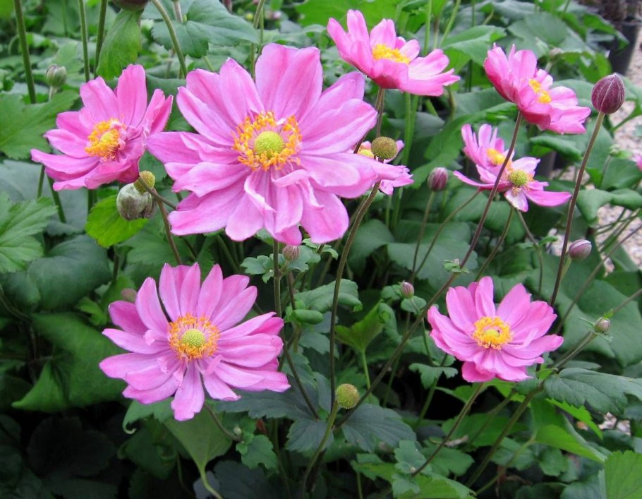 Анемона японская Королева Шарлотта