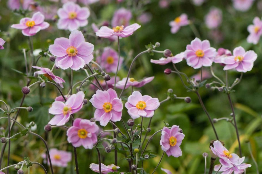 Анемона японская Вирлвинд