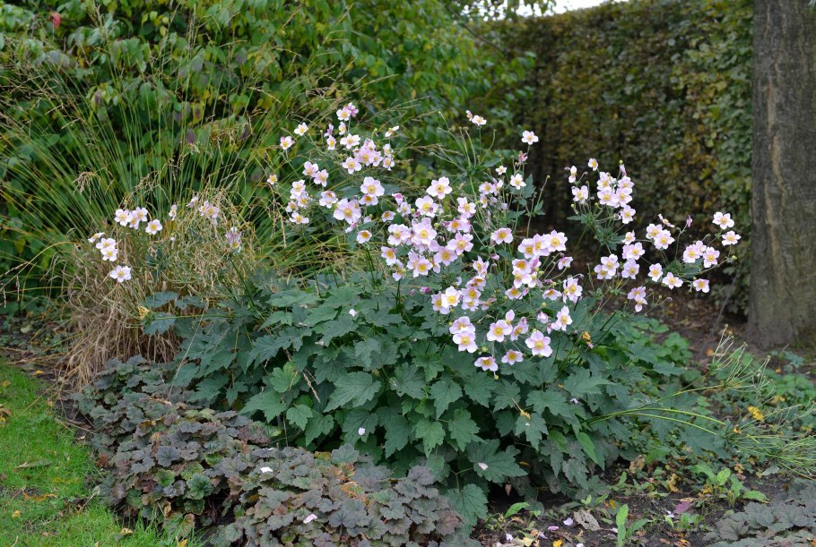 Анемона Anemone Ruffled Swan
