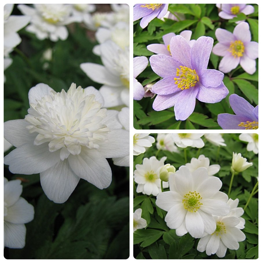 Анемона японская осенняя
