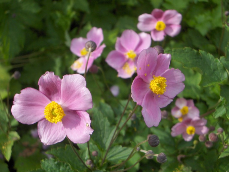 Анемона Монте Роуз