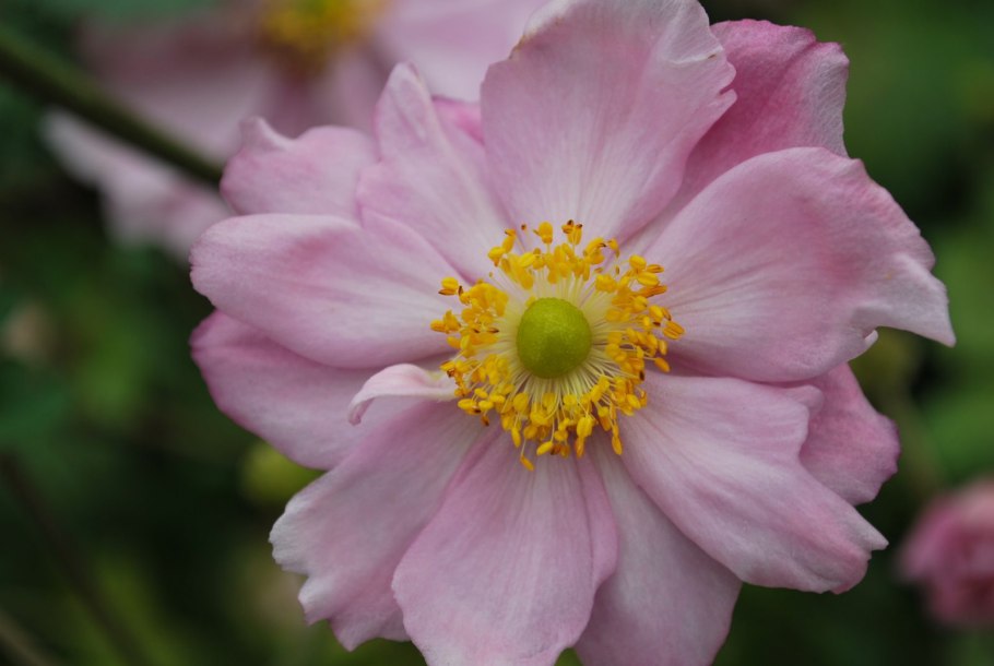 Анемона японская Кёнинг Шарлот