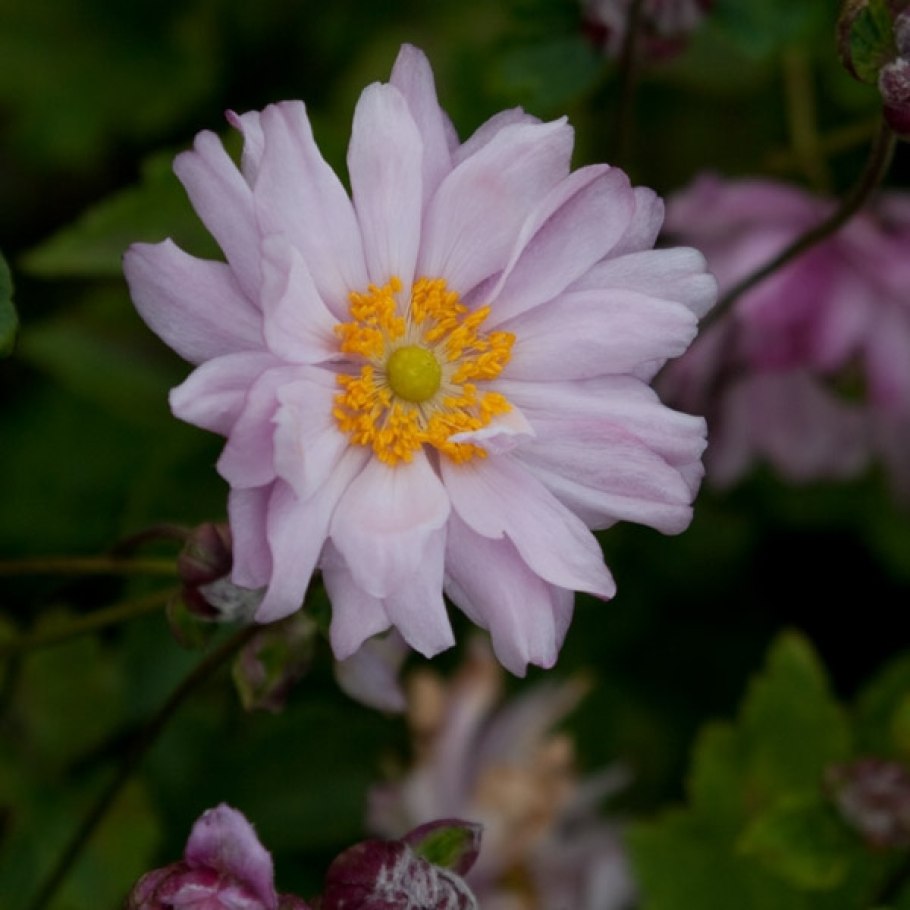 Анемона японская (Anemone japonica)