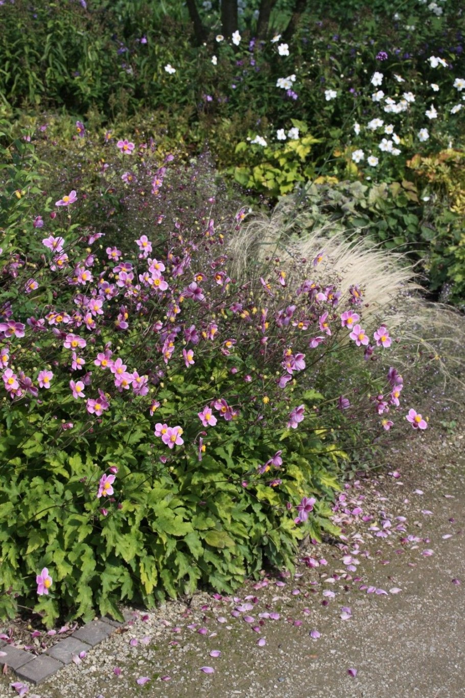 Анемона японская Лорелей