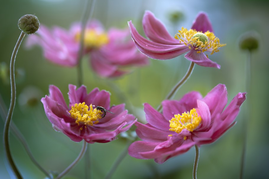 Анемона японская кенигин шарлотта розовая