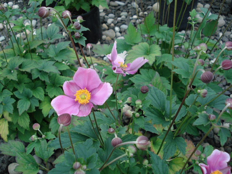 Анемона японская 'Honorine Jobert'