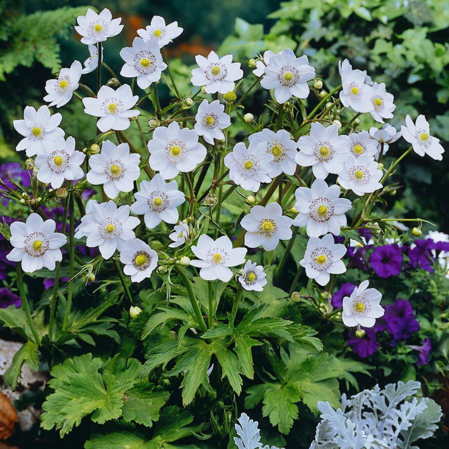 Anemone hybrida 'Rose Shades