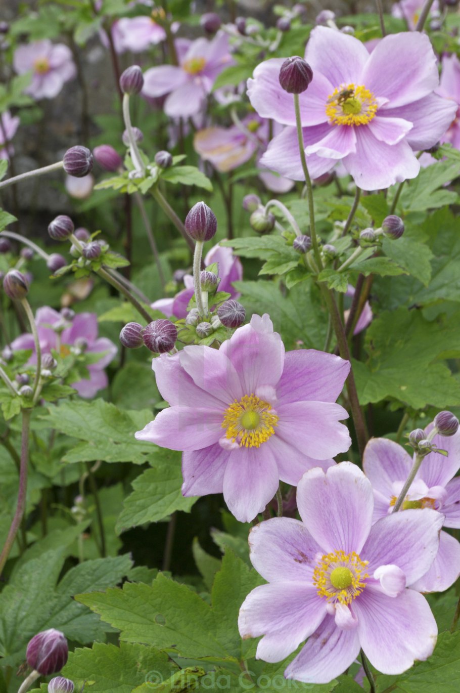 Анемона Honorine Jobert