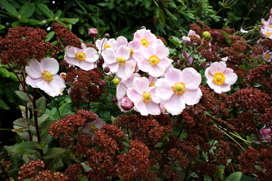 Анемона хубейская praecox