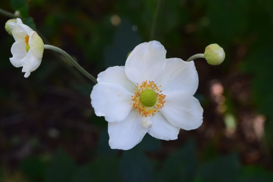 Анемона цилиндрическая