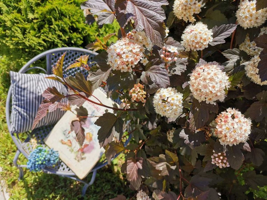 Туя, дерен, пузыреплодник