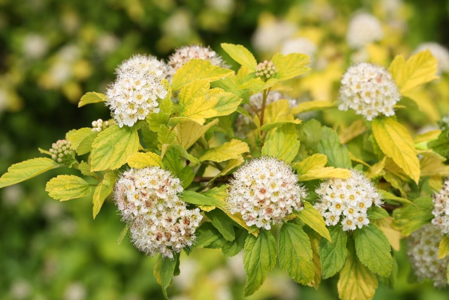Пузыреплодник калинолистный (Physocarpus opulifolius &#96;luteus&#96;)