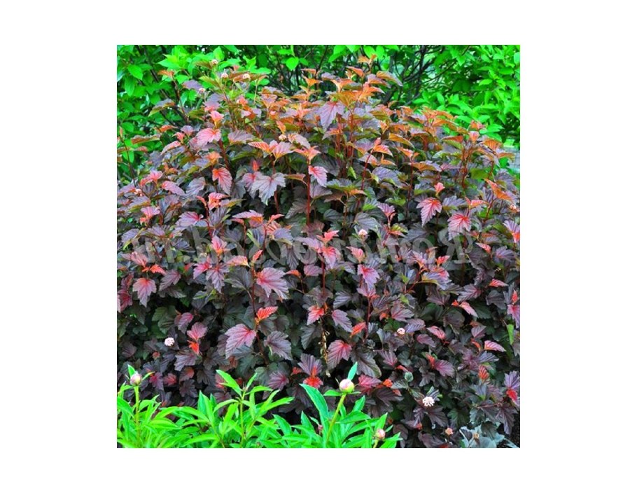 Пузыреплодник Дьяболо