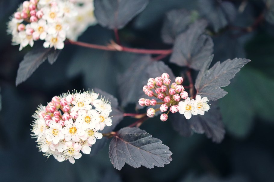 Пузыреплодник калинолистный (Physocarpus opulifolius &#96;Red Baron&#96;)