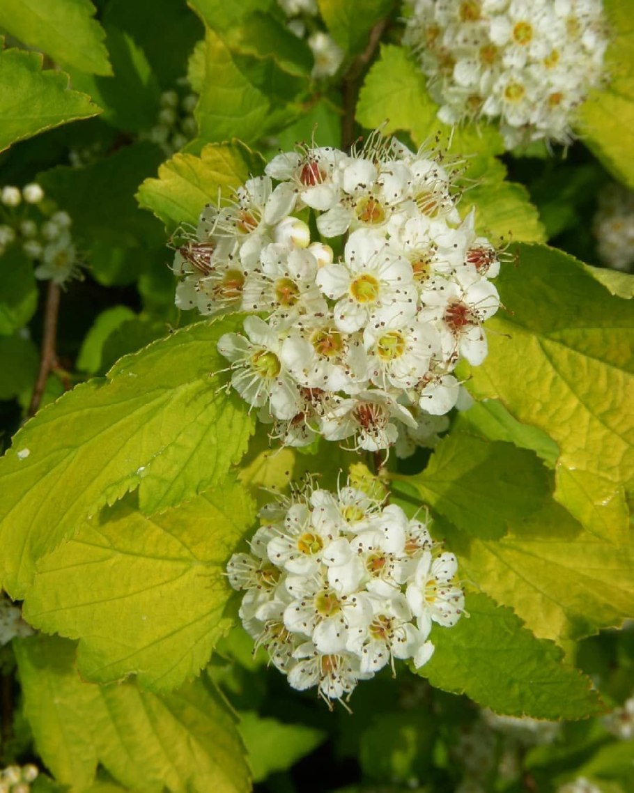 Пузыреплодник нанус